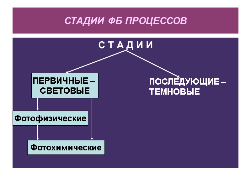 СТАДИИ ФБ ПРОЦЕССОВ С Т А Д И И ПЕРВИЧНЫЕ –  СВЕТОВЫЕ ПОСЛЕДУЮЩИЕ